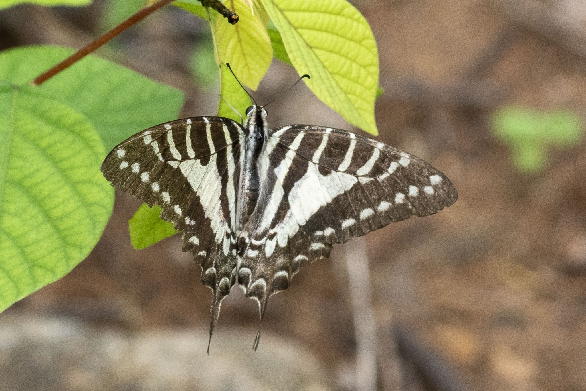 Spot Swordtail