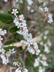 Leucopogon amplexicaulis