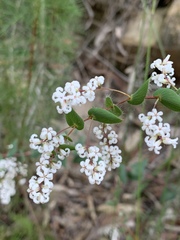 Leucopogon amplexicaulis