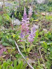 Lachenalia orchioides parviflora