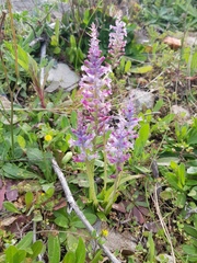 Lachenalia orchioides parviflora