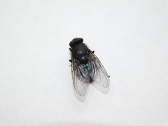 Calliphora
