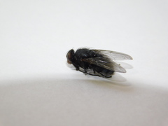 Calliphora