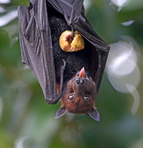 Black Flying Fox