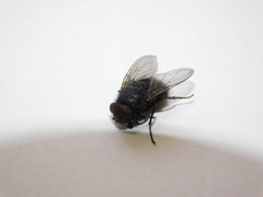 Calliphora