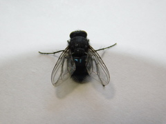 Calliphora