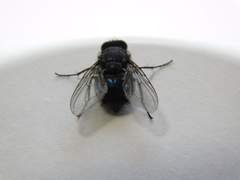 Calliphora