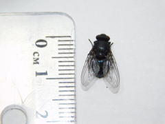 Calliphora