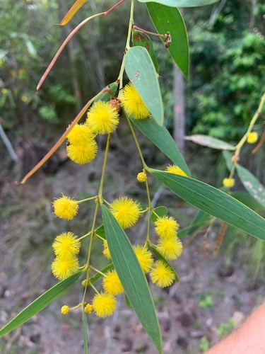Acacia homaloclada, 2025-04-13
