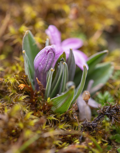 Polygonatum hookeri, photograph 5