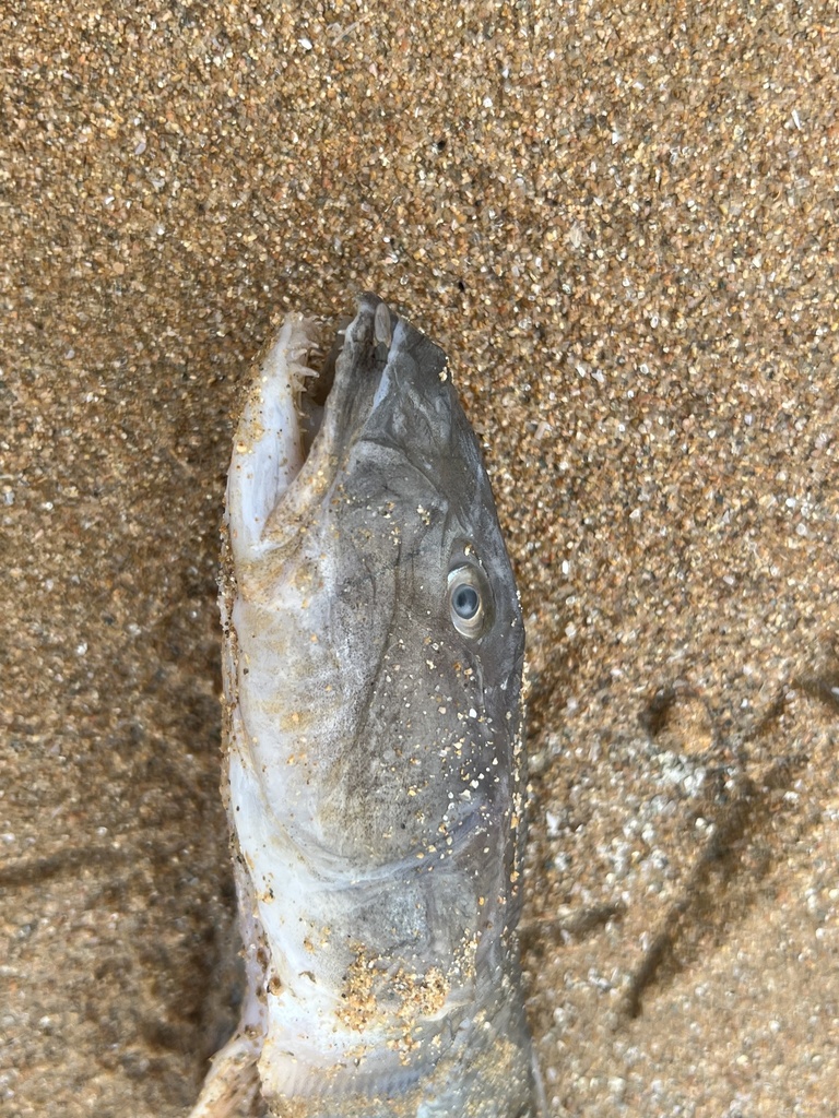 Javelin goby (Acanthogobius hasta) — Gobiidae