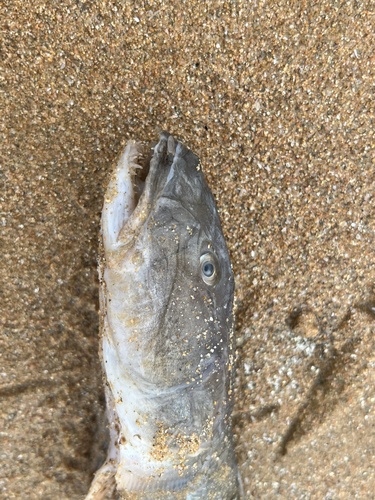 Javelin goby (Acanthogobius hasta) — Gobiidae