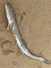 Gavelin Goby photo 3