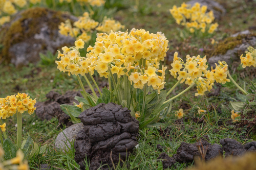 Primula strumosa, photograph 6