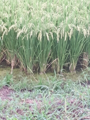 Oryza sativa