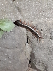 Scolopendra japonica
