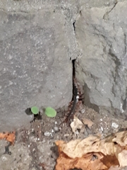 Scolopendra japonica