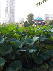Nelumbonaceae