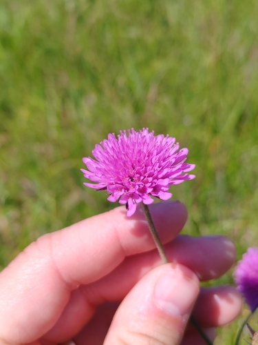 Knautia illyrica (Knautia illyrica)