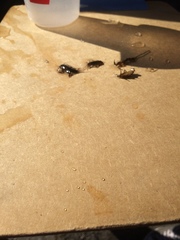 Ephemerella subvaria