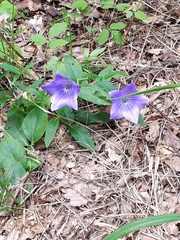Platycodon