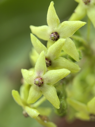 Ovate Tylophora