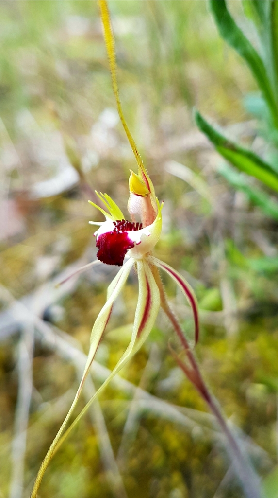 Caladenia phaeoclavia