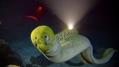 Undulated moray