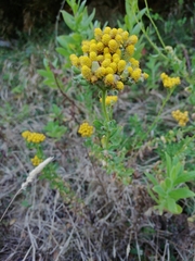 Achillea ageratum