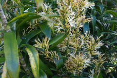 Dracaena angustifolia