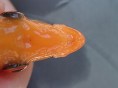 Amphilophus labiatus