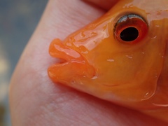 Amphilophus labiatus