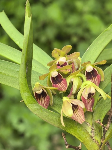 Vanda alpina