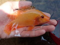 Amphilophus labiatus