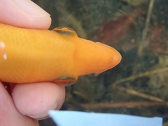 Amphilophus labiatus