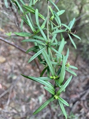 Prostanthera linearis