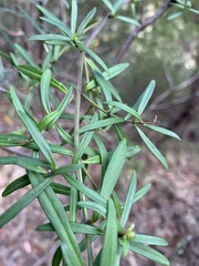 Prostanthera linearis
