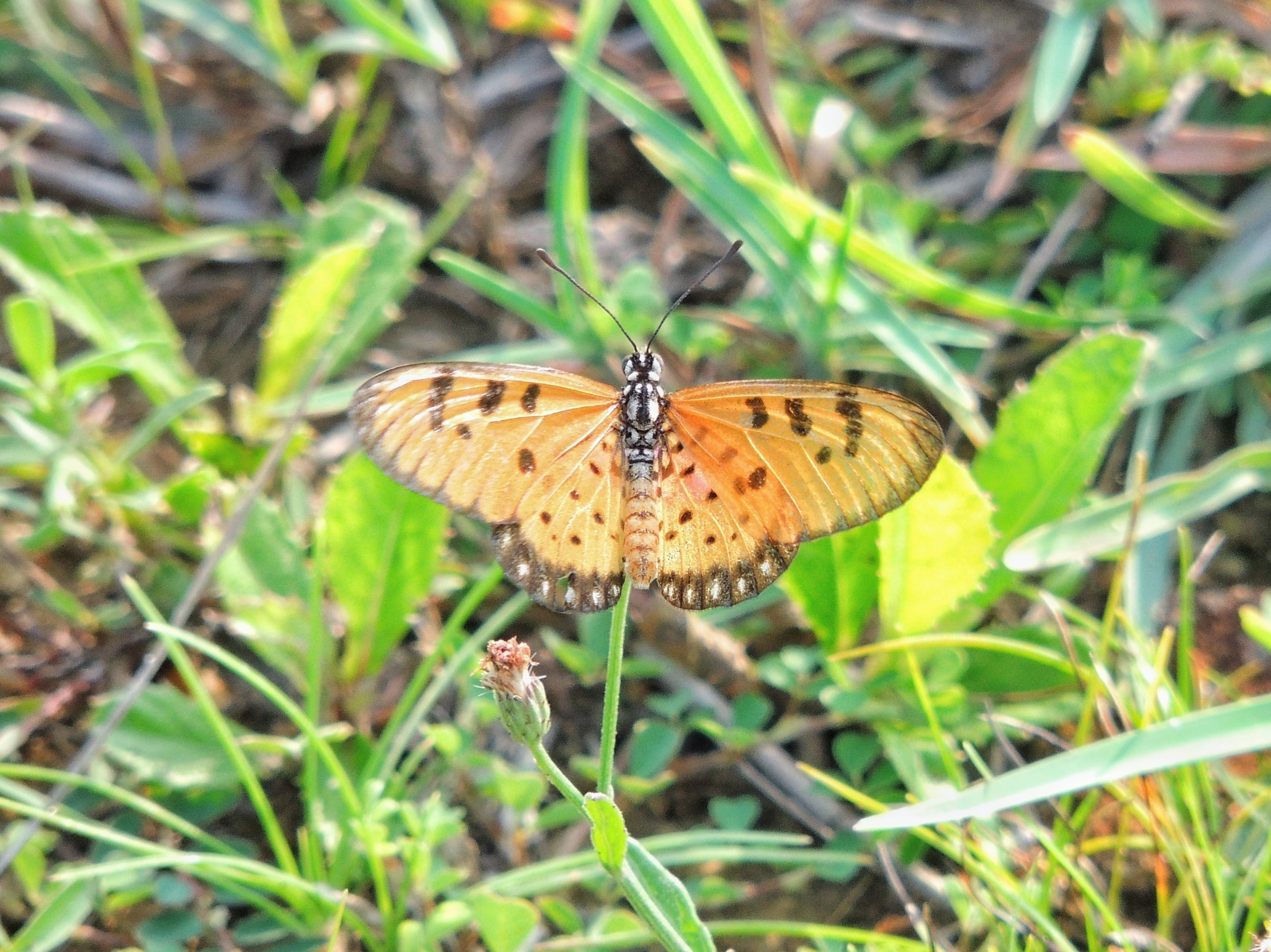 Tawny Coster