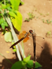 Trithemis aurora