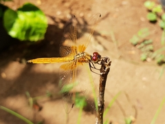 Trithemis aurora