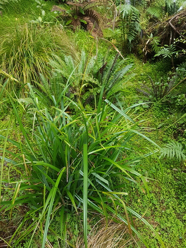 Another photo of Pendulous sedge