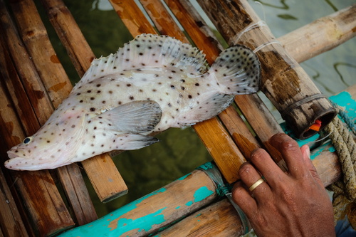 Chromileptes altivelis