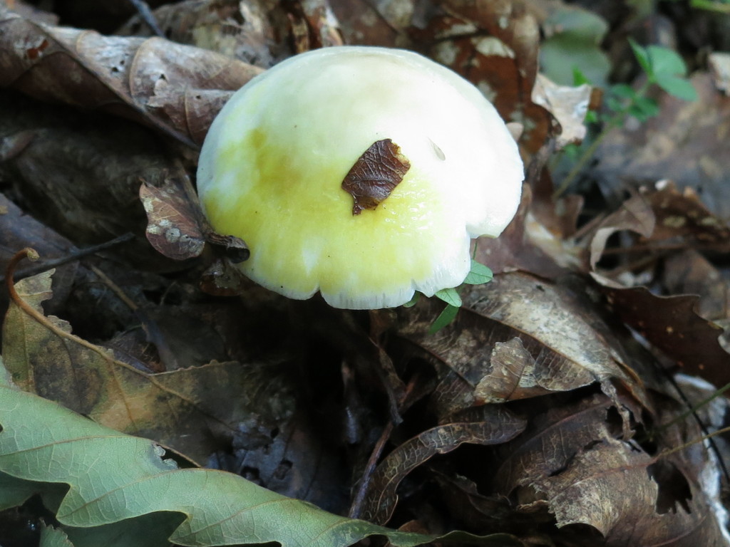 Amanita phalloides · September 2019 · photo: © repta (iNaturalist, cc-by)