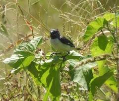 Sporophila telasco