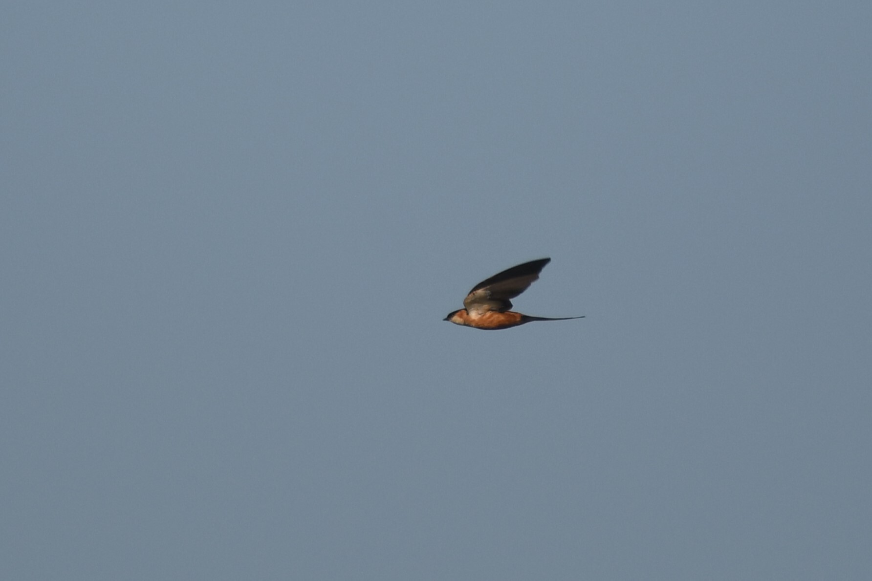 Mosque Swallow (Cecropis senegalensis), photo 7