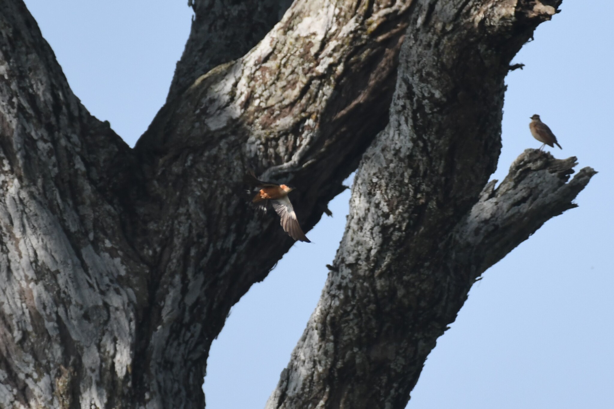 Mosque Swallow (Cecropis senegalensis), photo 6