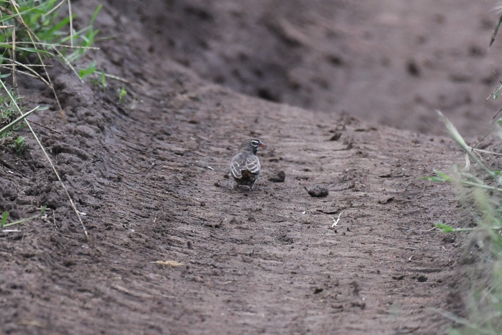 Quailfinch (Ortygospiza atricollis), photo 2