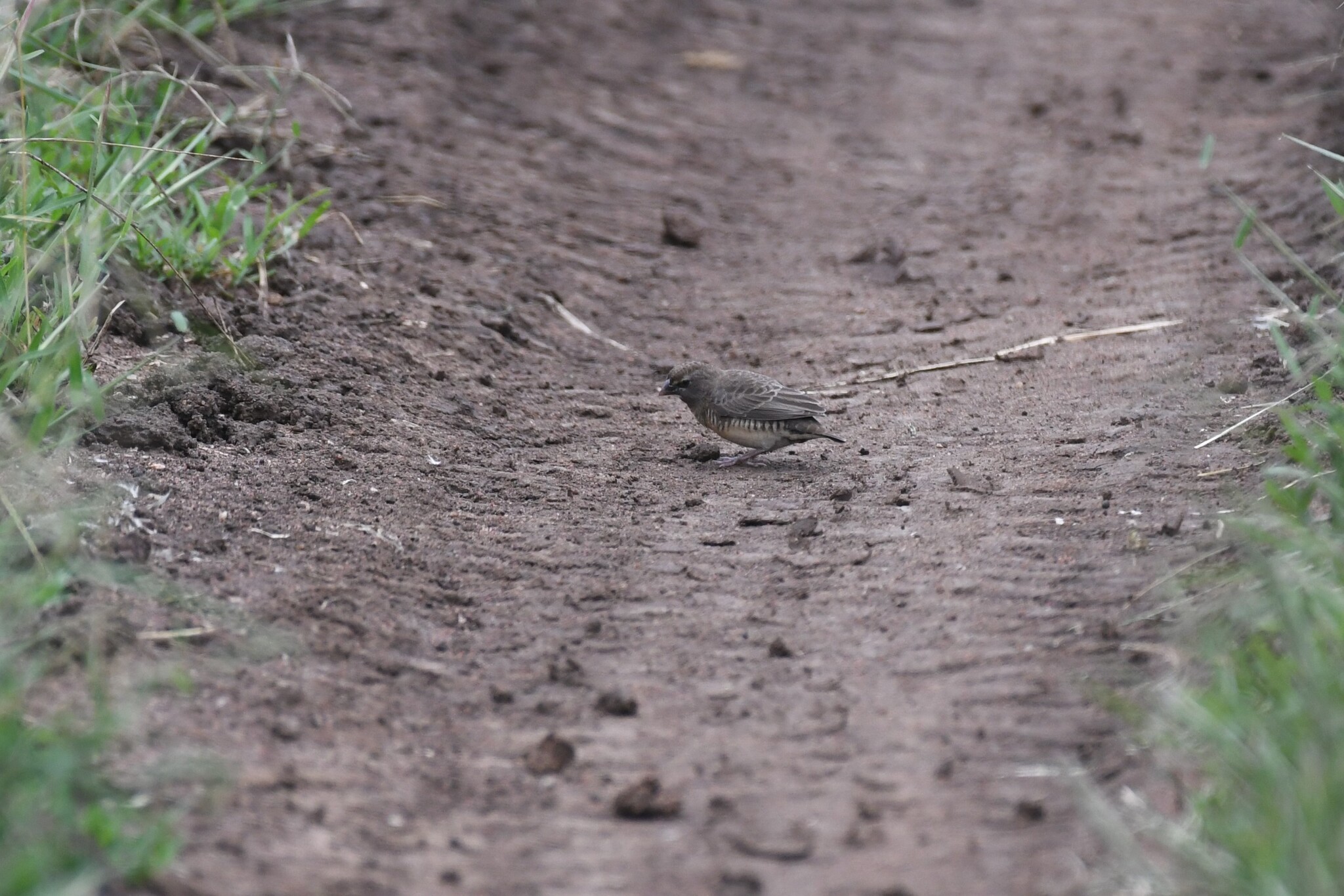 Quailfinch (Ortygospiza atricollis), photo 3