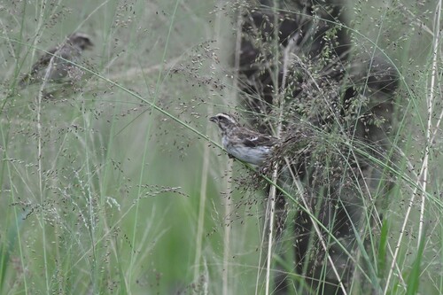 Reichenow's Seedeater (Crithagra reichenowi), photo 3