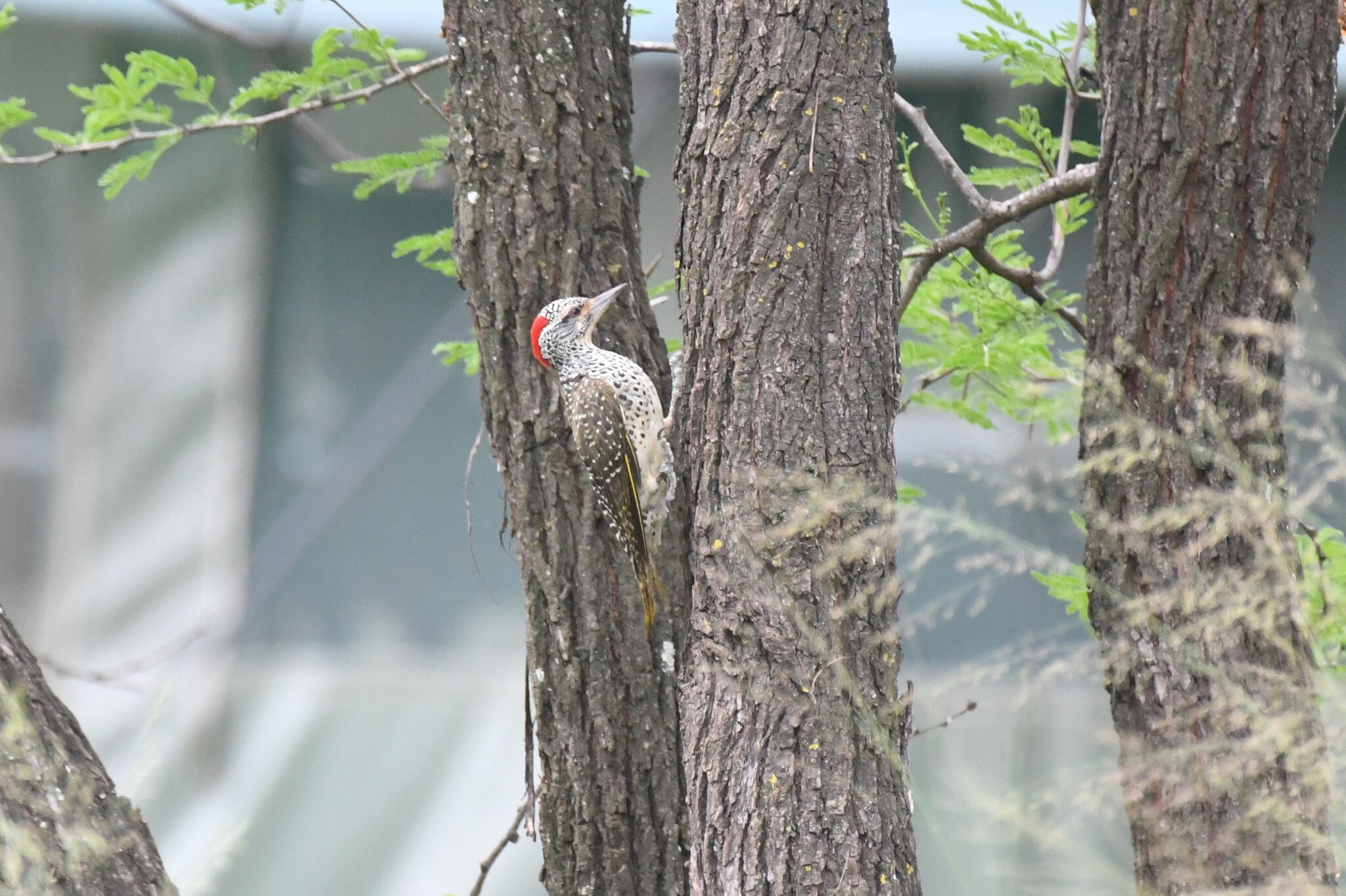Nubian Woodpecker (Campethera nubica), photo 2